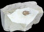 Scarce Cyphaspis Carrolli Trilobite - Oklahoma #47132-1